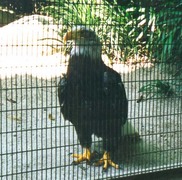 bald eagle