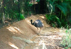 emu