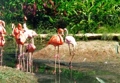 flamingos