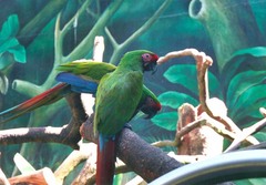 macaws