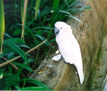 white parrot