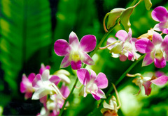 purple orchid2