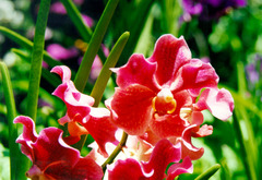 red orchid