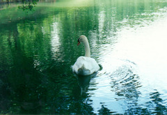 swan1