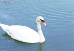 swan2