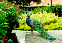 peacocks