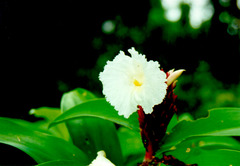 white flower