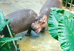 hippo