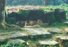 lions