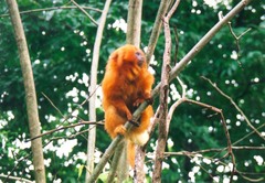 orange gibbon