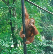 orangutan