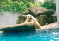 polar bear