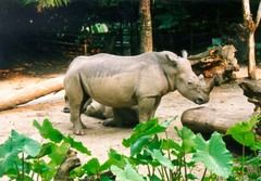 rhino